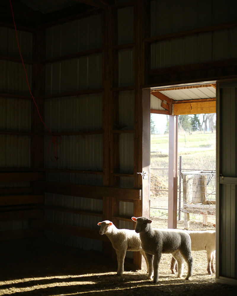 Lambs in Buffalo High School’s FFA shepherding program